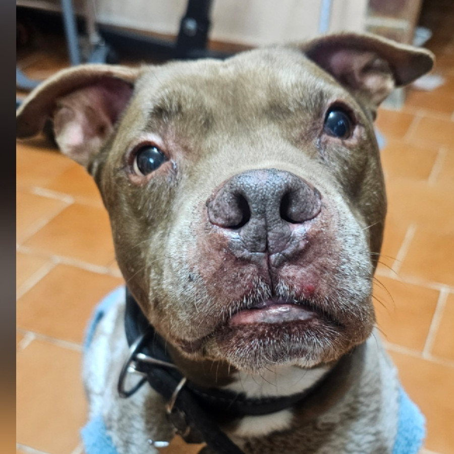 DUVEL | Raza American Pitbull Terrier | Perdido