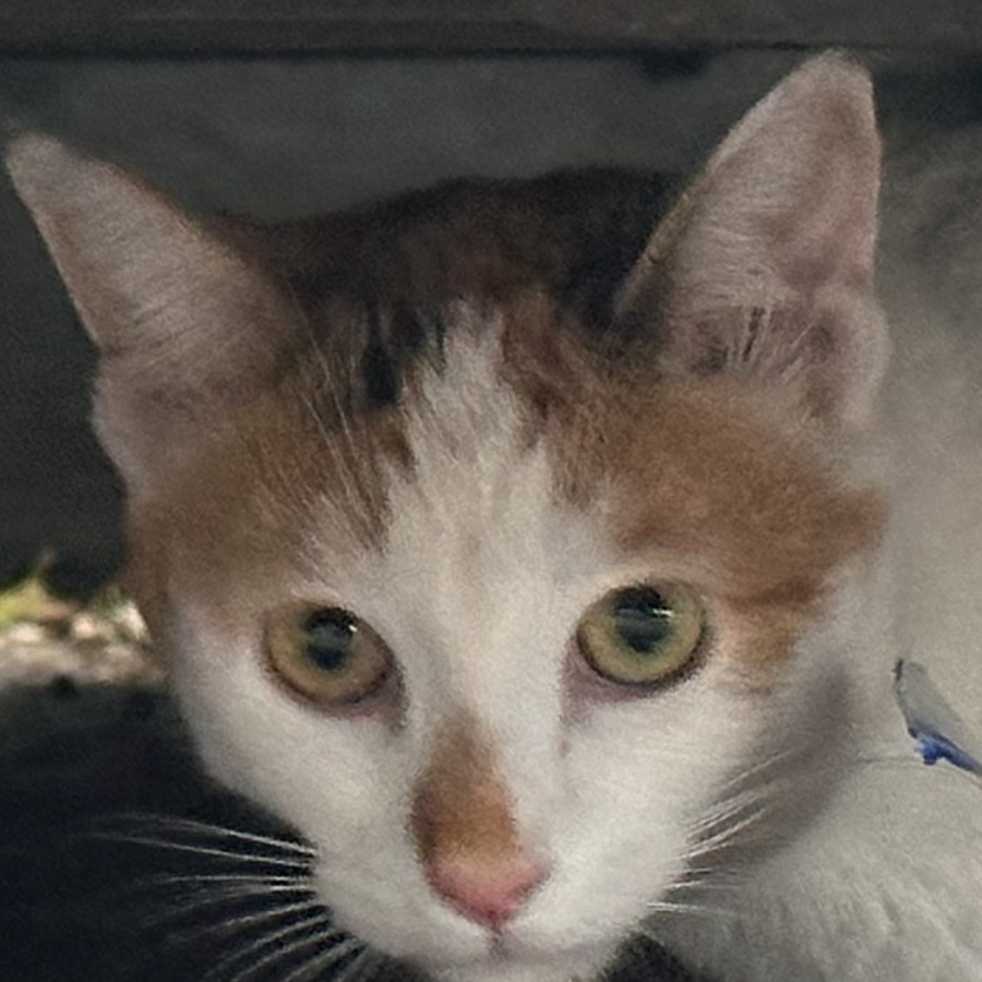  | Raza Calicó de pelo corto | Encontrada