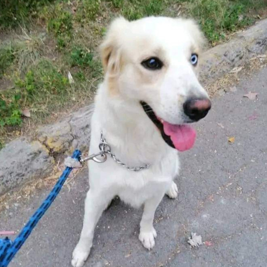 TOBY | Raza Mestizo, cruza de Husky Siberiano con Golden | Perdido