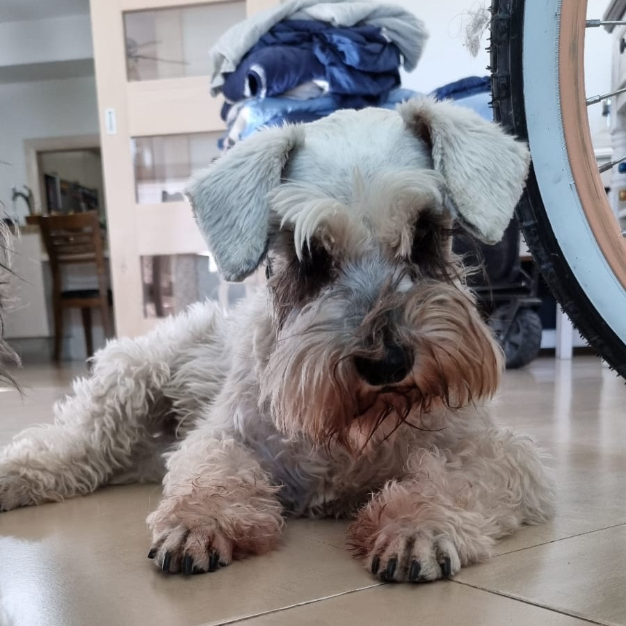 COOKIE | Raza Schnauzer | Perdida