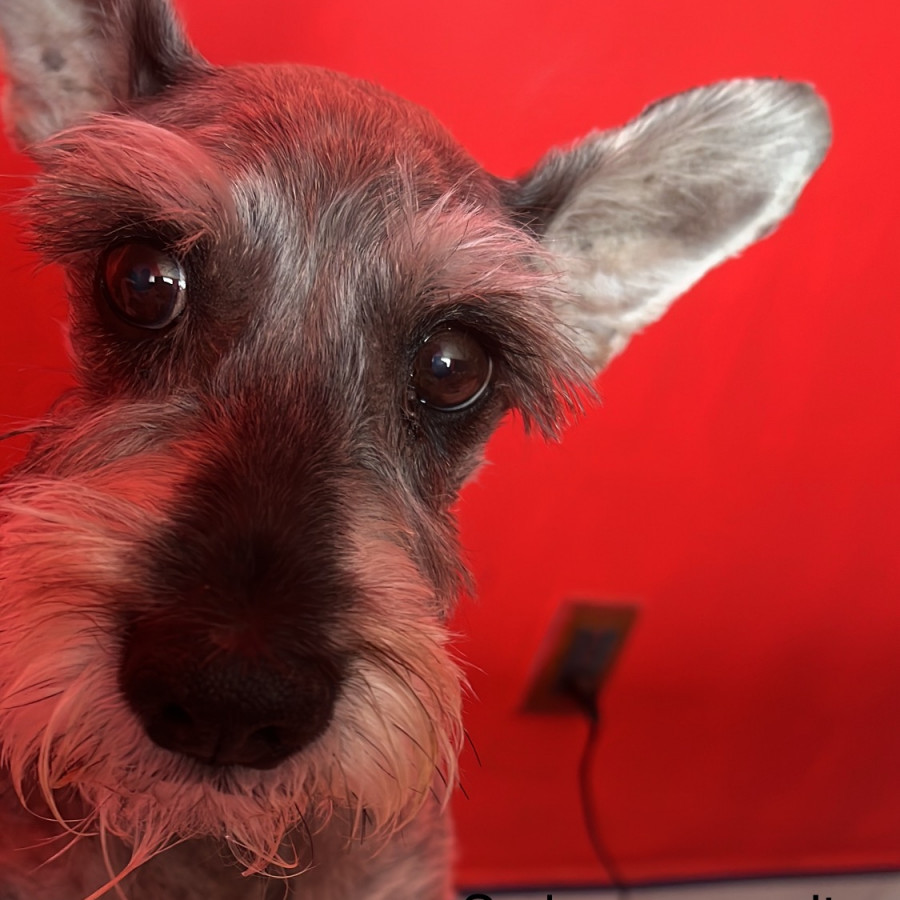 MEYVIS | Raza Schnauzer | Perdida