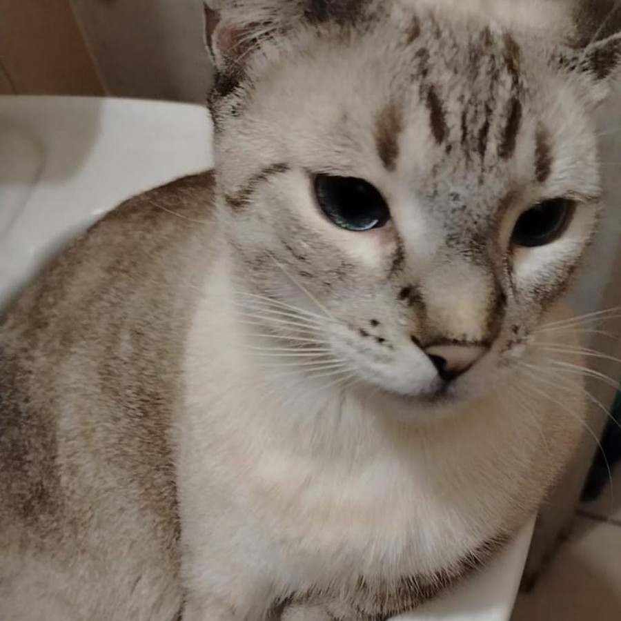 RAMONCITO | Raza Aslan o Siamés moderno, punto tabby | Perdido