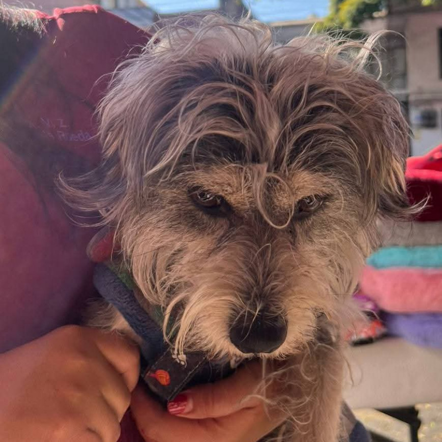  | Raza Mestizo, cruza de Schnauzer | Encontrado