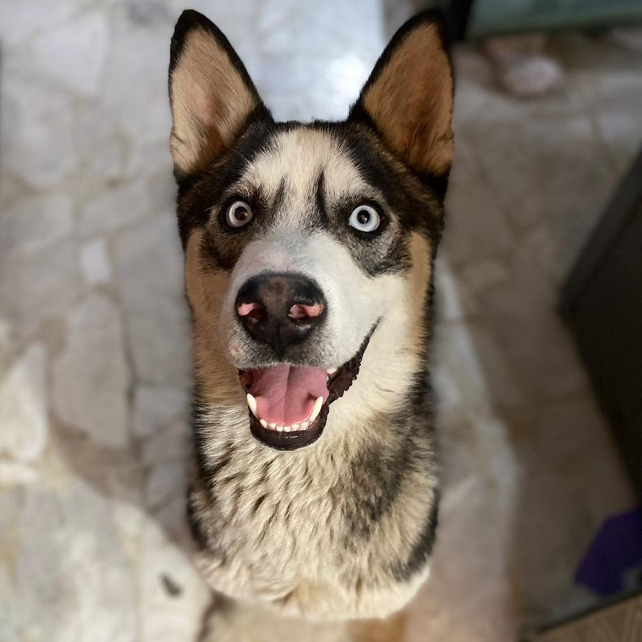 ATLAS | Raza Husky Siberiano | Perdido