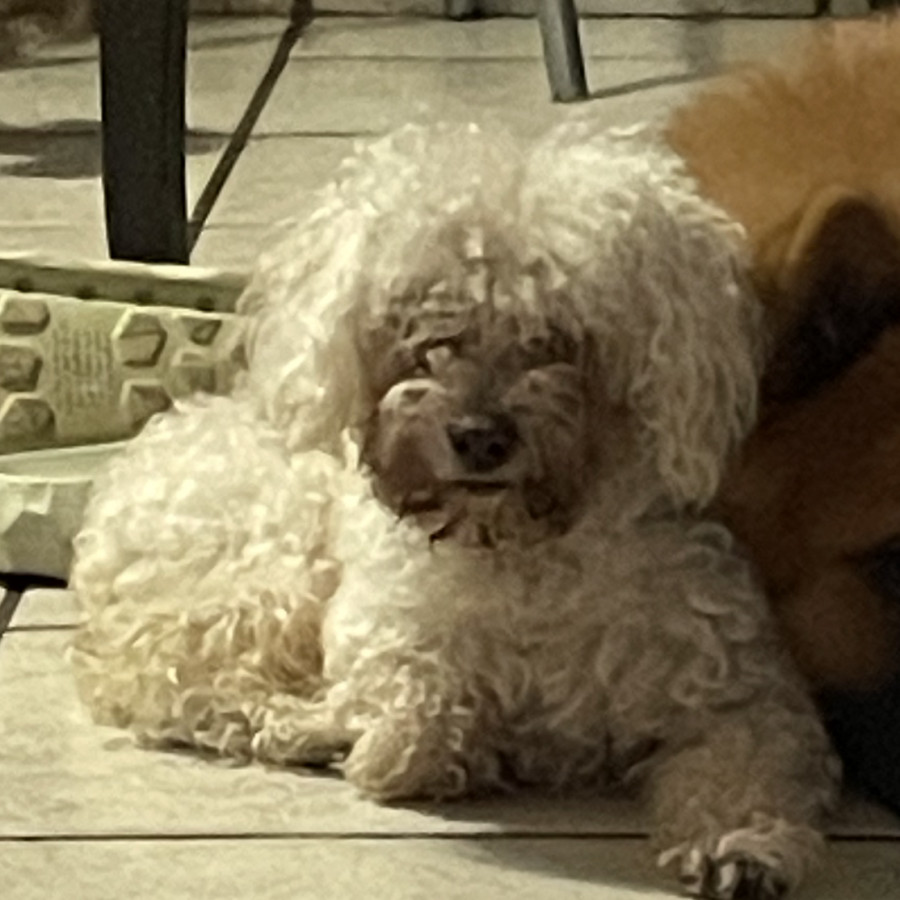 COQUETA | Raza French Poodle o Caniche | Perdida
