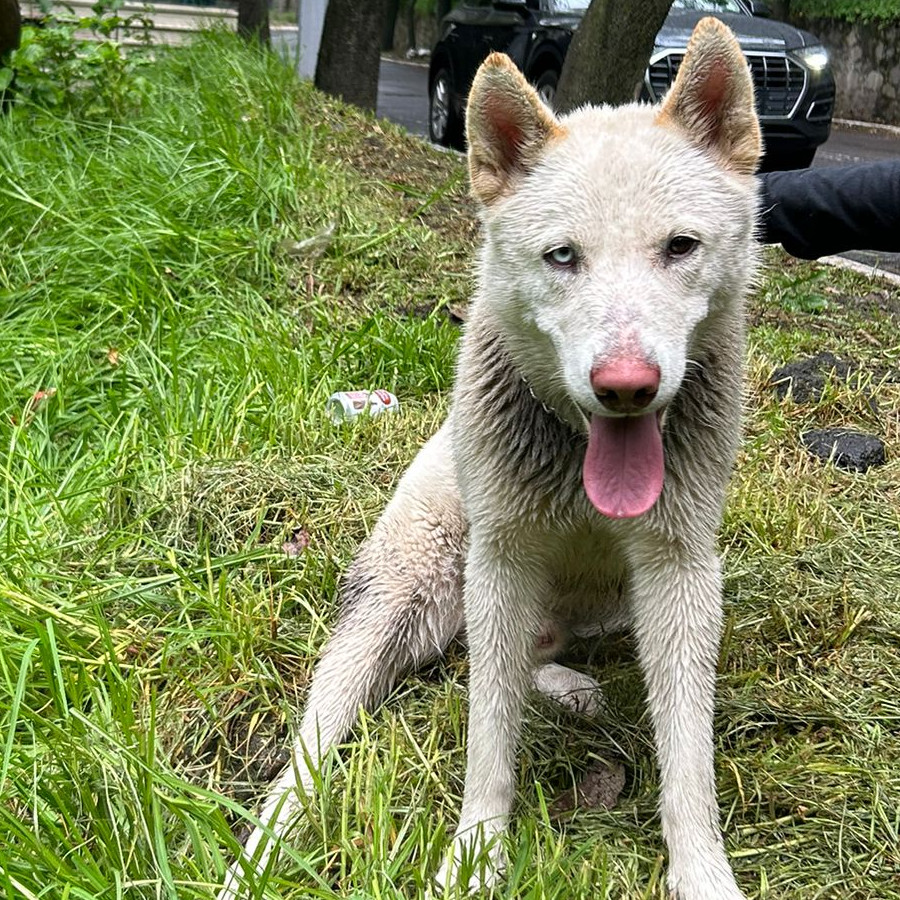  | Raza Husky Siberiano | Encontrado