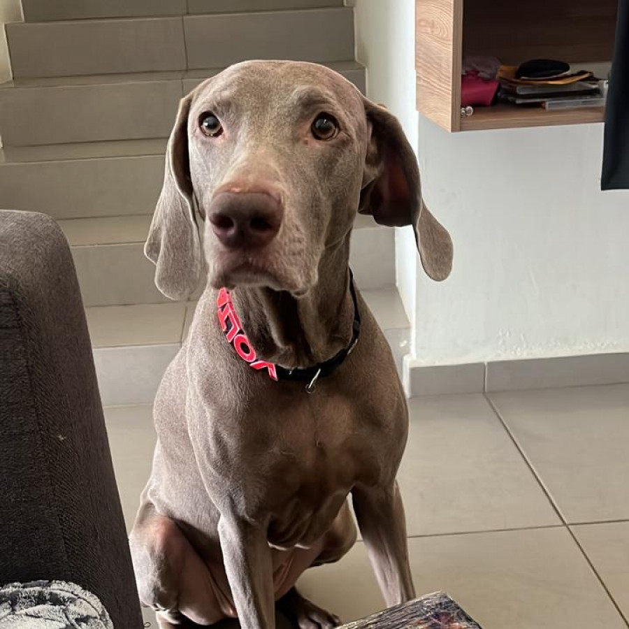 VOLTA | Raza Weimaraner  | Final Feliz
