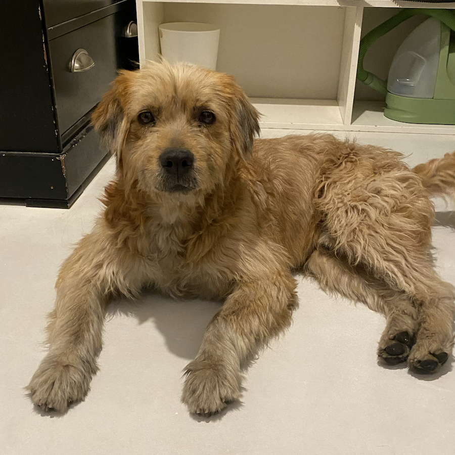  | Raza Mestizo | Encontrado