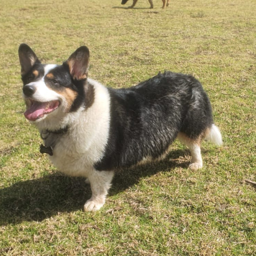 KOBE | Raza Welsh Corgi Cardigan  | Perdido