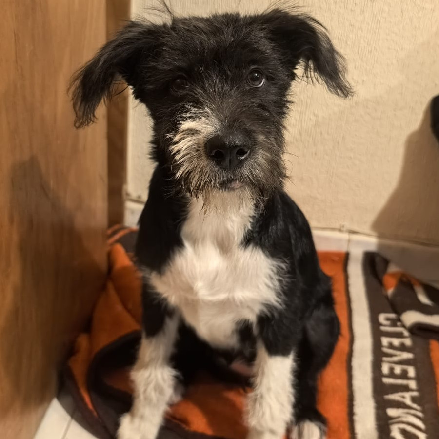 NEGRITA | Raza Mestiza, cruza de Schnauzer | En Adopción