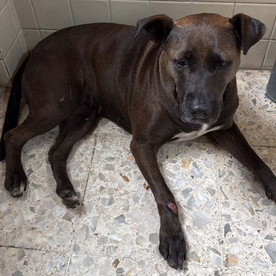  | Raza Mestiza, cruza de American Pitbull Terrier | Encontrada