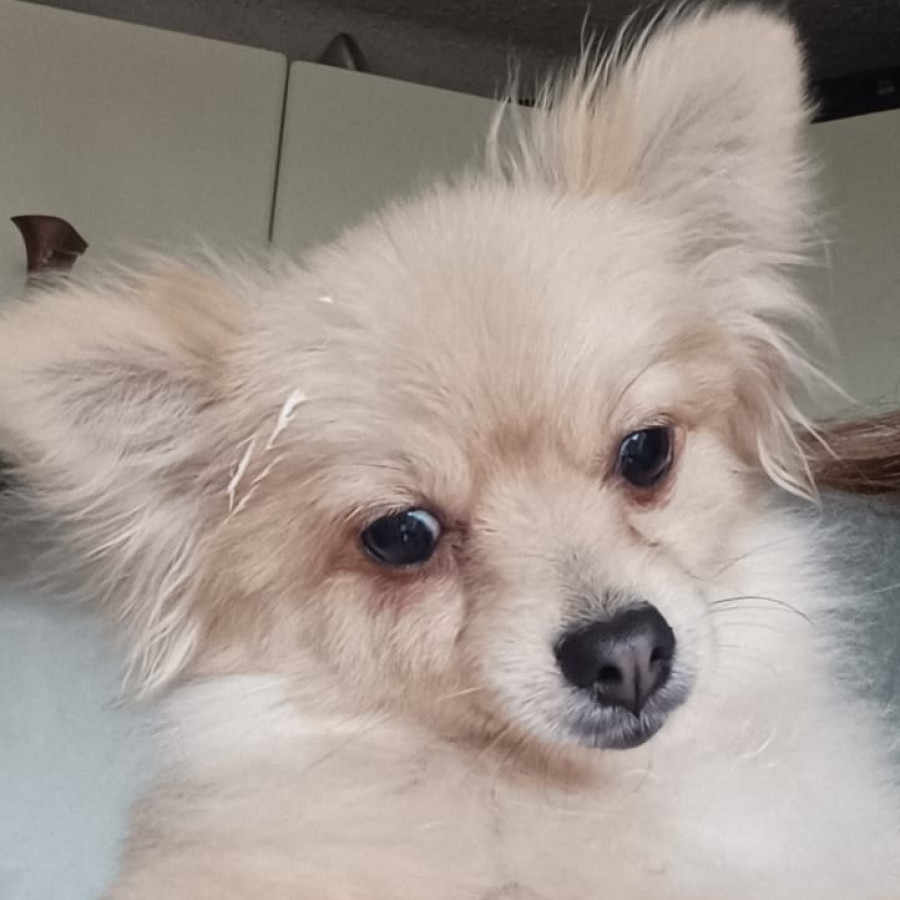 LILY | Raza Pomerania | Perdida