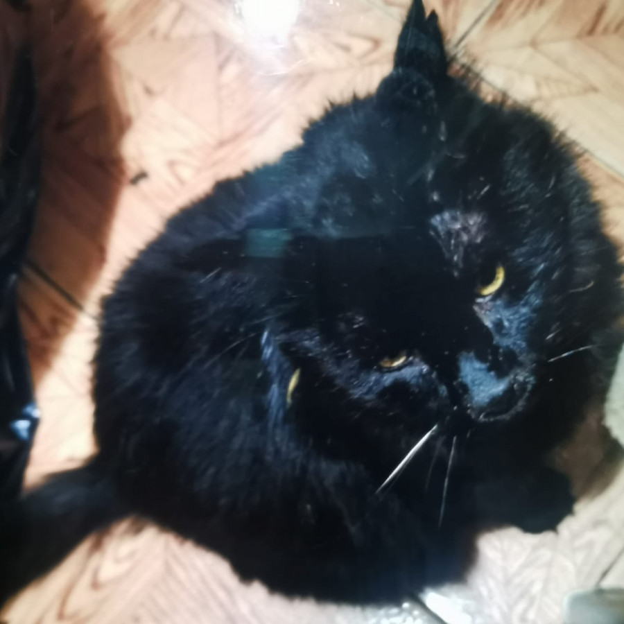 PANTRO | Raza Angora Turco Negro | Perdido