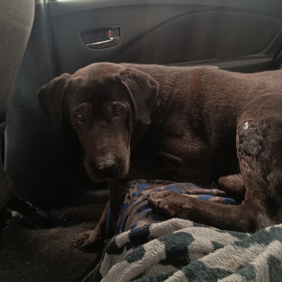  | Raza Mestizo, cruza de Labrador | Encontrado