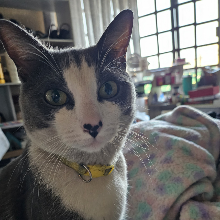 SARANG | Raza Doméstico Américano de Pelo Corto | Perdido