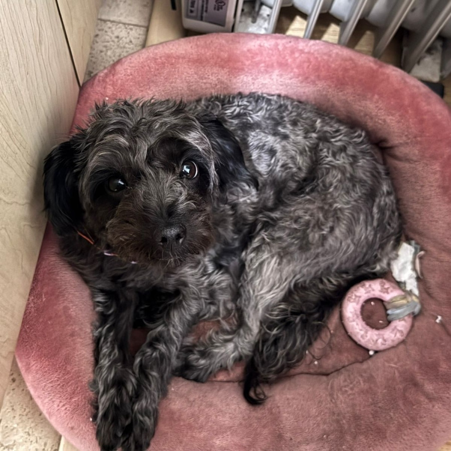 MAGENTA | Raza Mestiza, cruza de Yorkshire Terrier,  (Yorkie), con Maltés | Perdida