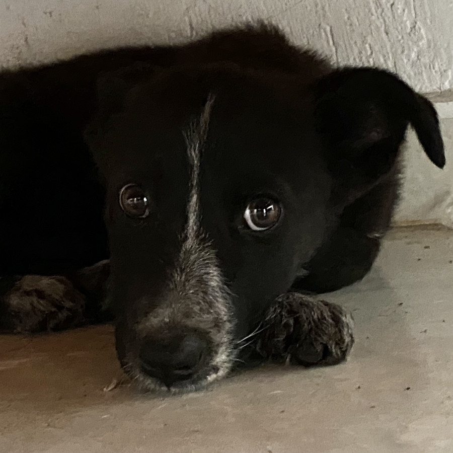 BLACKY | Raza Mestizo | En Adopción