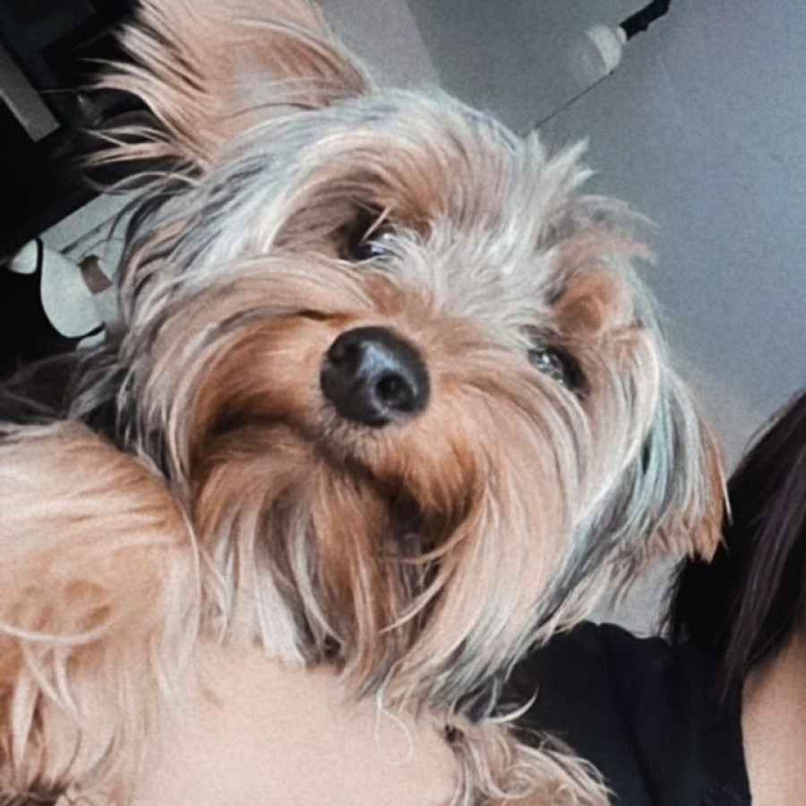 CHANEL | Raza Yorkshire Terrier (Yorkie) | Perdida