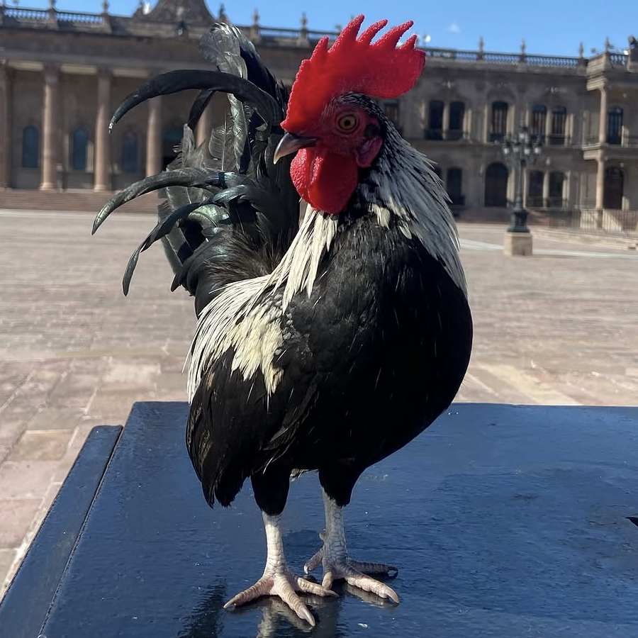LUCHITO | Raza Gallo Nagasaki o Kikiriki | Perdido