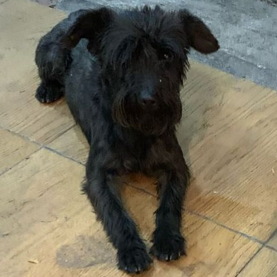 | Raza Schnauzer | Encontrado