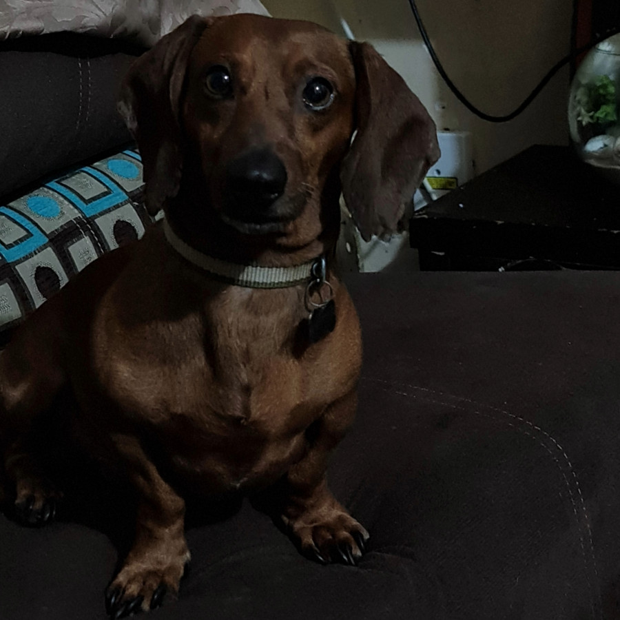 JORDAN | Raza Dachshund o Salchicha  | Perdido