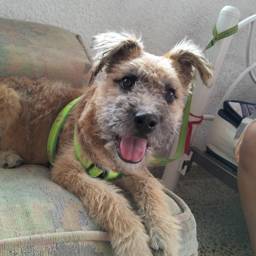 PINOCHO | Raza Mestizo, cruza de Schnauzer | Perdido
