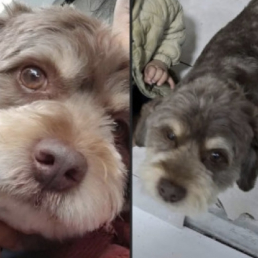 CANELO | Raza French Poodle o Caniche | Perdido