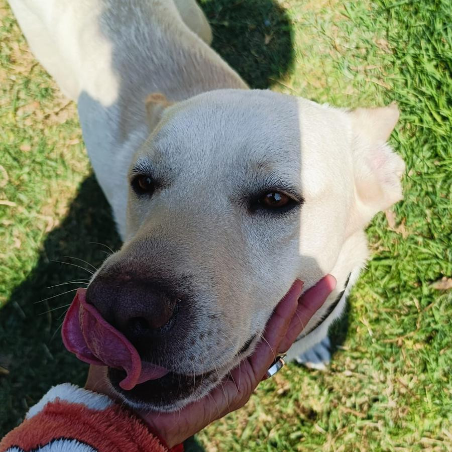 BONITA | Raza Mestiza, cruza de Labrador con American Pitbull Terrier | En Adopción