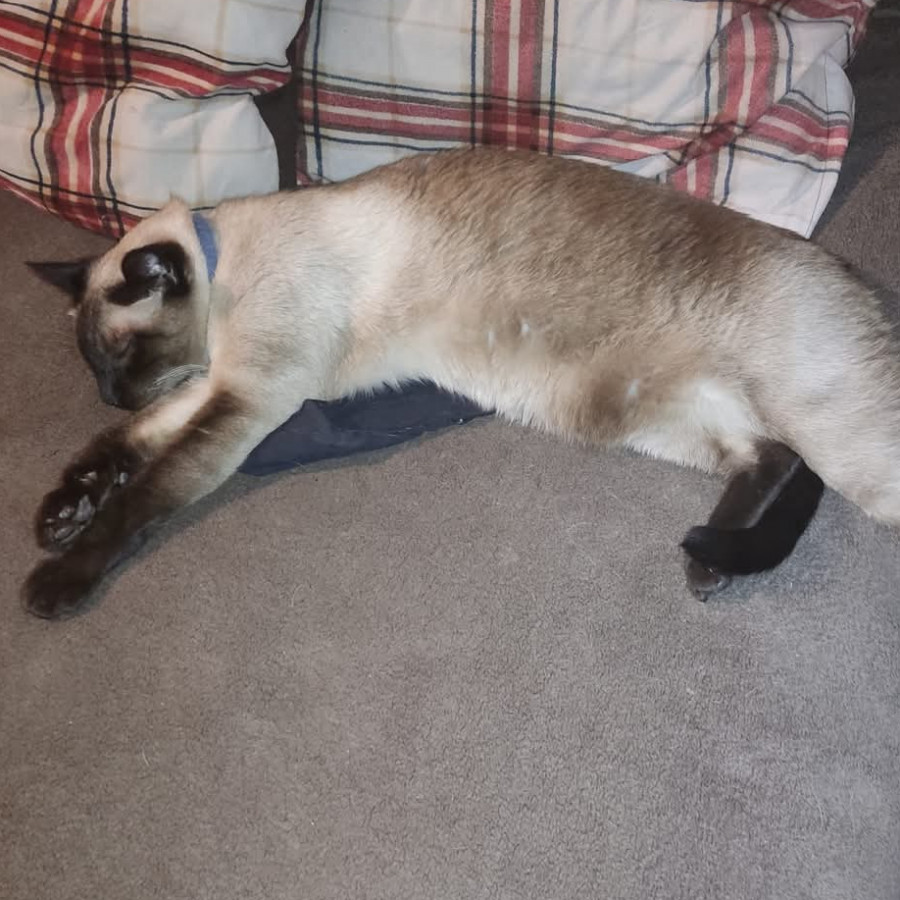 KLAUSS | Raza Siamés Punto Foca | Perdido