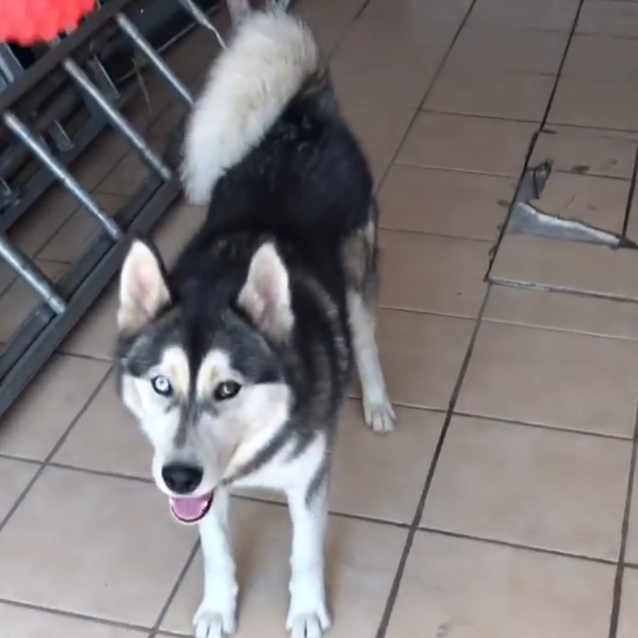 MAMUT | Raza Husky Siberiano | Perdido