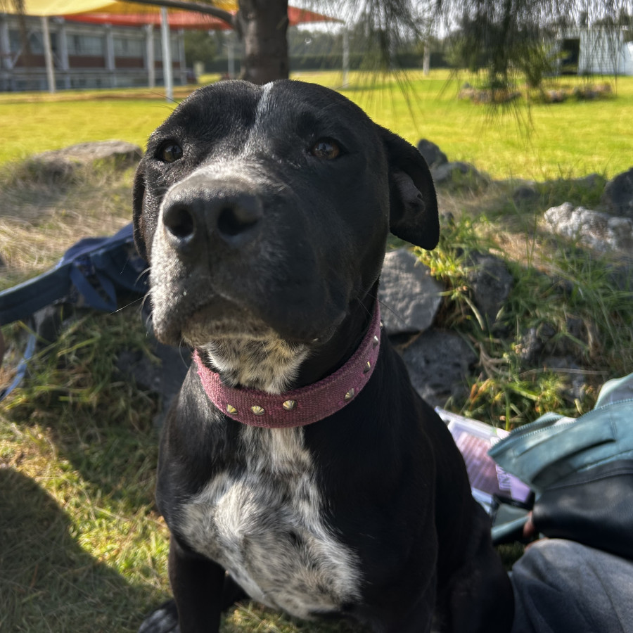 HERMOSA PELUDITA | Raza American Pitbull Terrier | Final Feliz