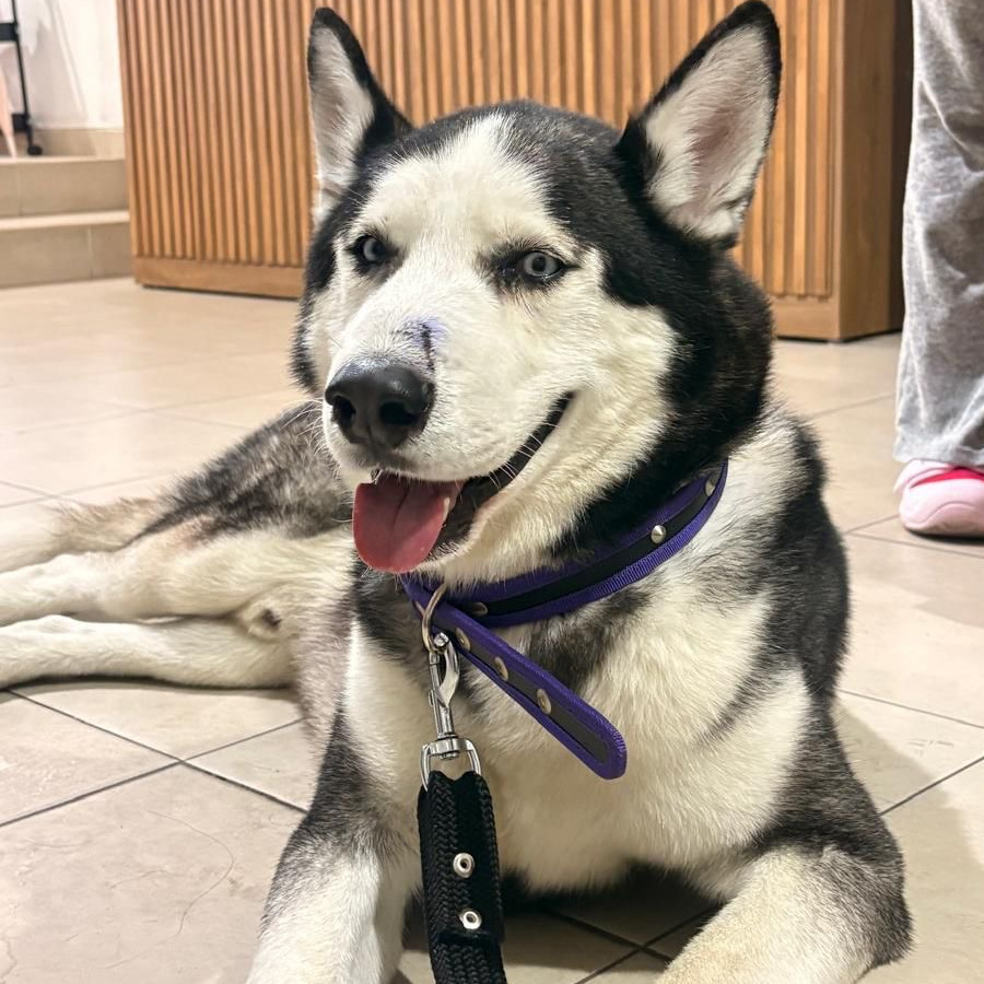 HERMOSO PELUDITO | Raza Husky Siberiano | En Adopción