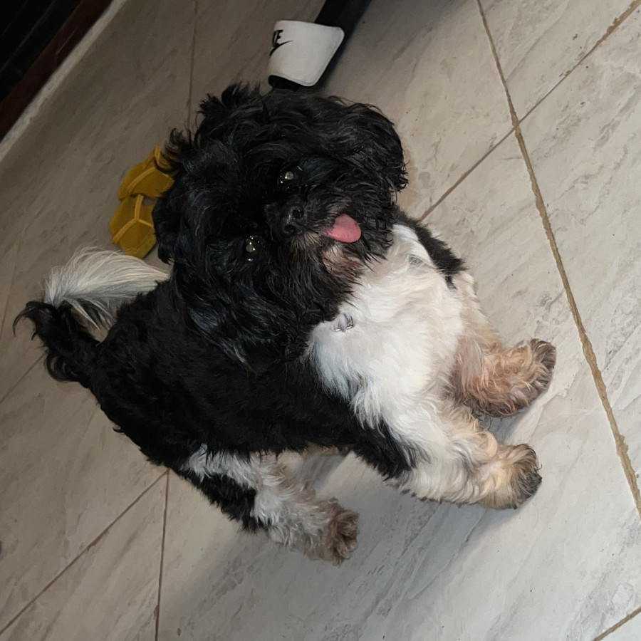 MANCHAS | Raza Shih Tzu  | Perdido