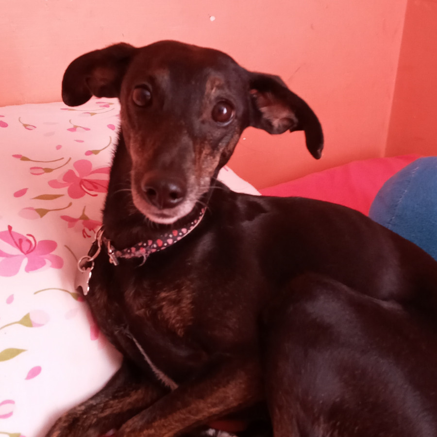 NEGRILLA | Raza Mestiza, cruza de Pinscher Miniatura | Final Feliz