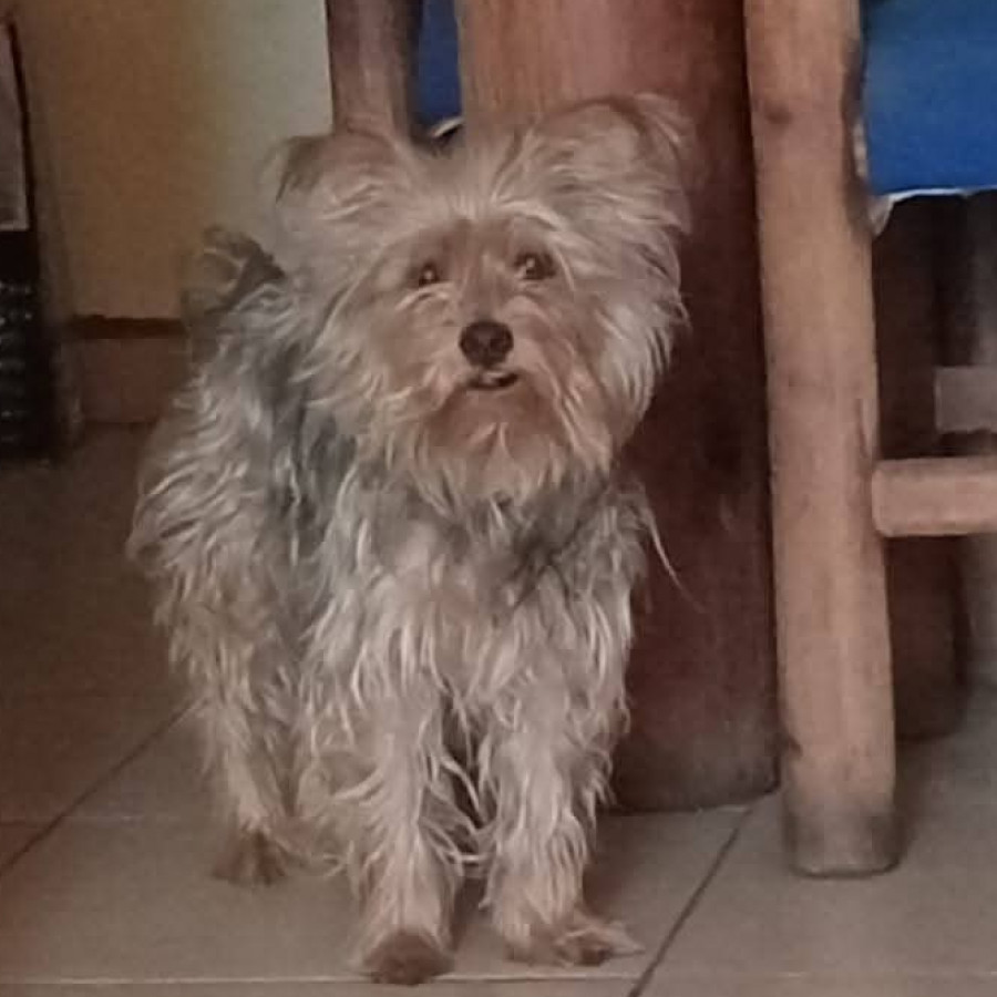 NICK | Raza Silky Terrier | Final Feliz