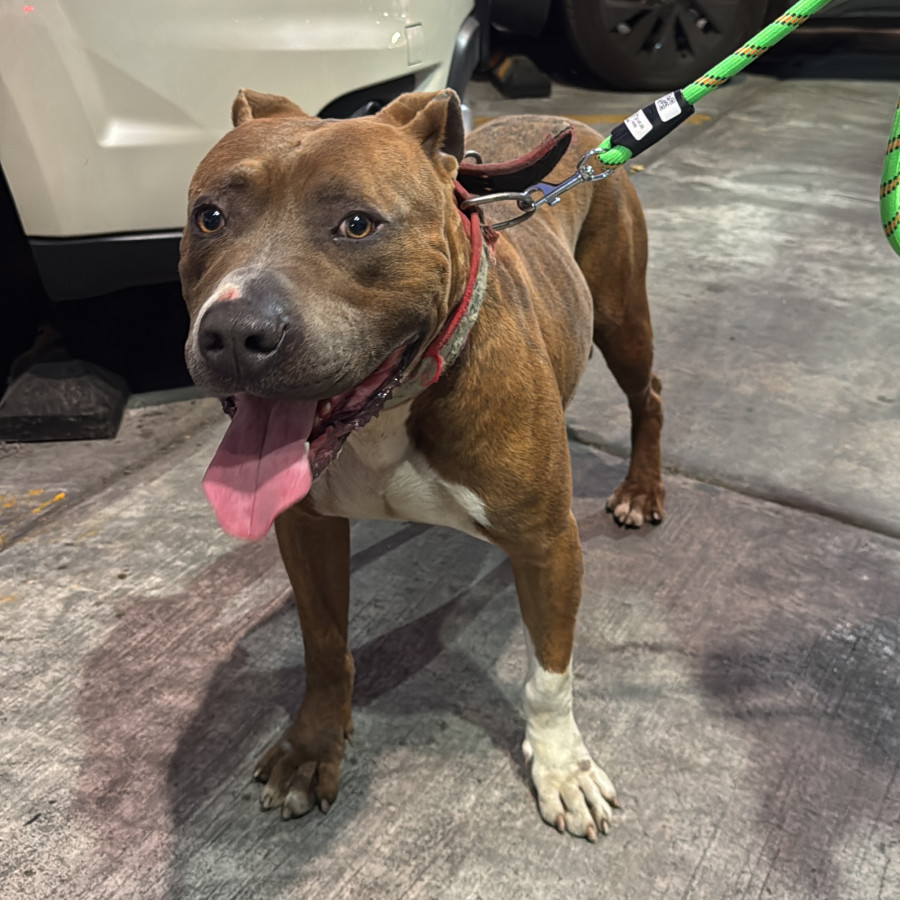  | Raza American Pitbull Terrier | Encontrado
