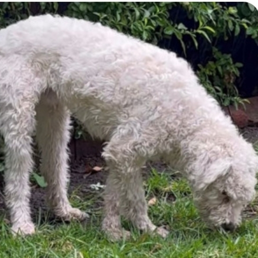  | Raza Mestizo, cruza de French Poodle | Encontrado