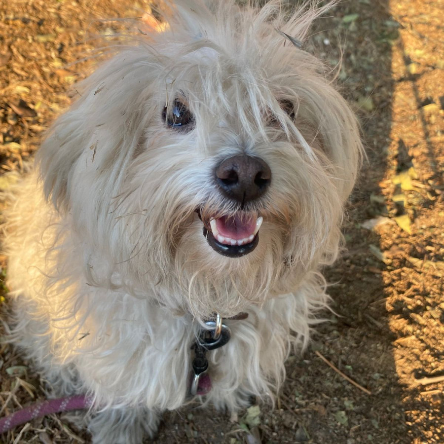 PLÁTANO | Raza Mestiza,  cruza de Maltés con French Poodle, (Maltipoo) | Final Feliz