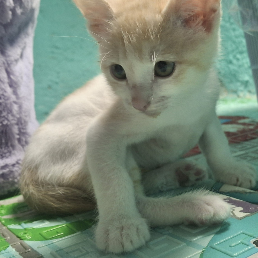 VAINILLA | Raza Doméstico Américano de Pelo Corto | En Adopción