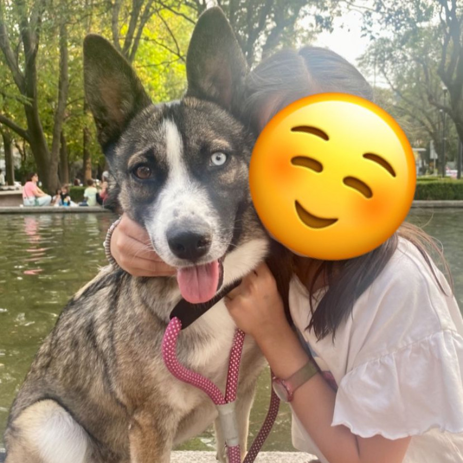 ESTELA | Raza Mestiza, cruza de Husky con Pastor Australiano | Perdida