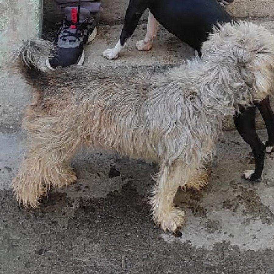 SUKI | Raza Schnauzer | Final Feliz