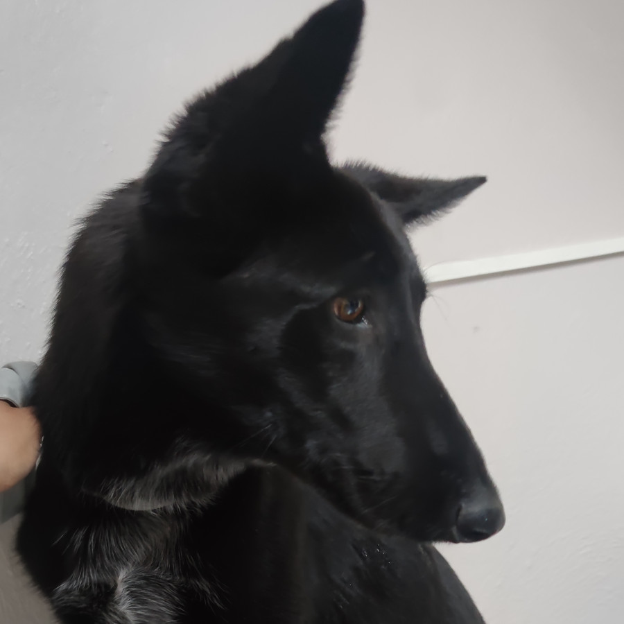  | Raza Mestiza | Encontrada
