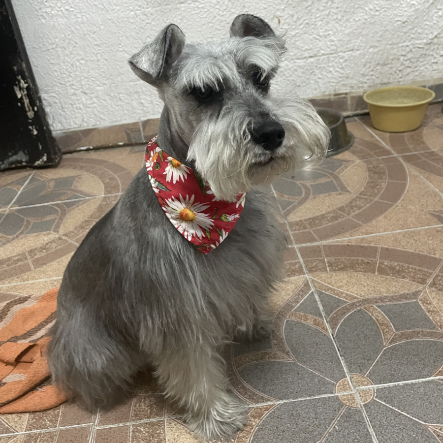 LAIKA | Raza Schnauzer Miniatura  | Perdida