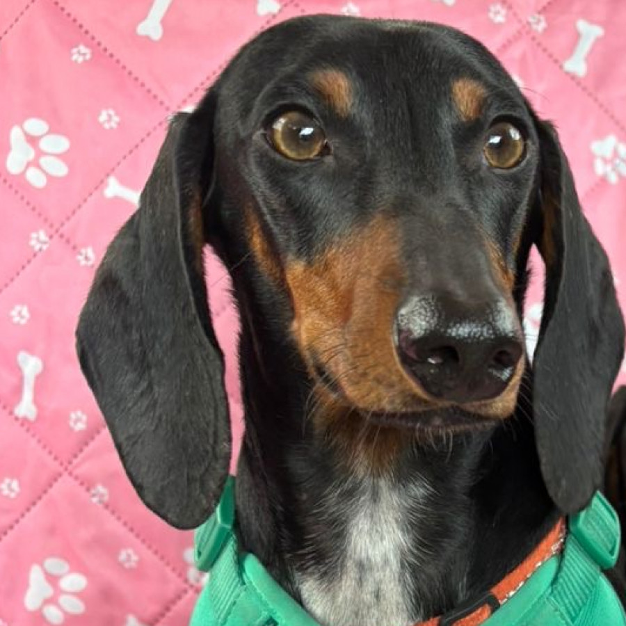ROCKO | Raza Dachshund o Salchicha  | Final Feliz