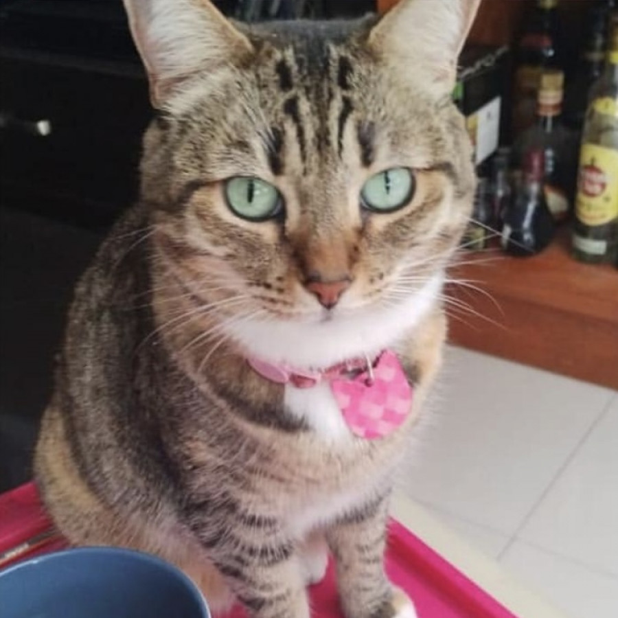 GRANOLA | Raza Doméstico Américano de Pelo Corto | Perdida