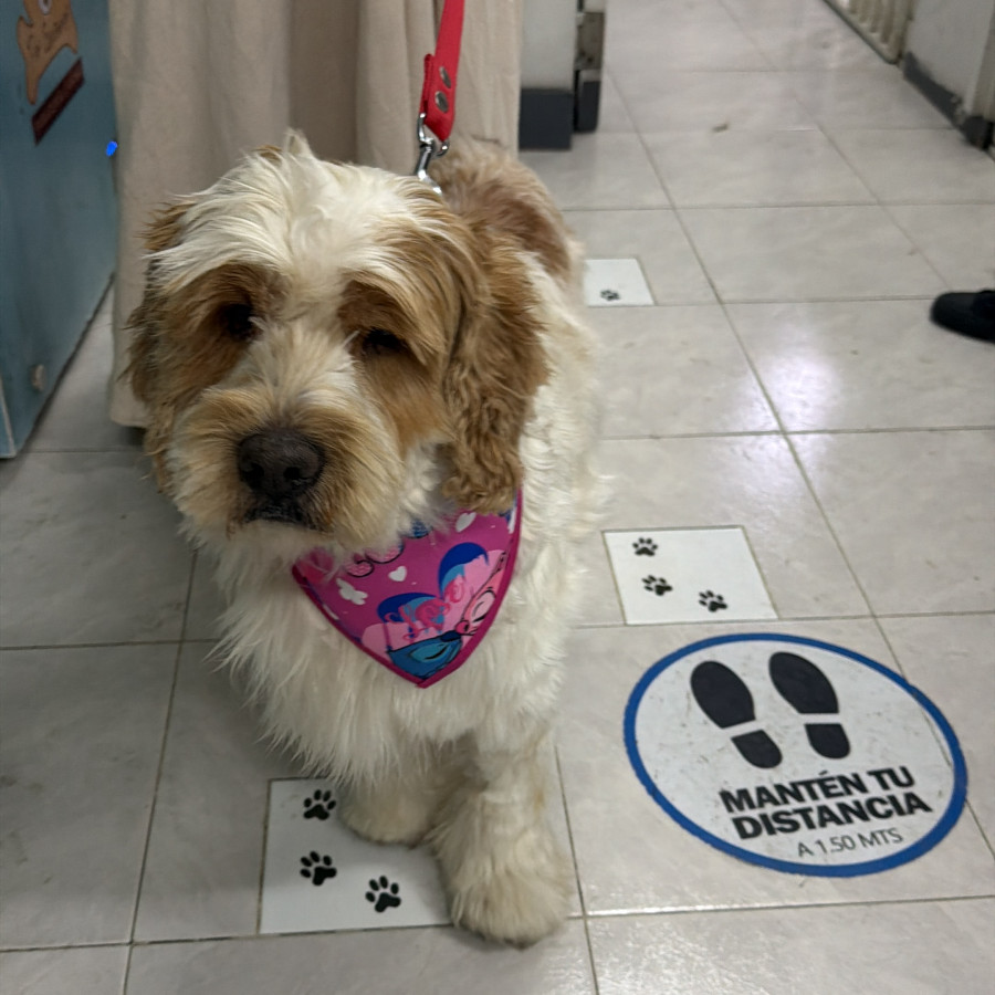  | Raza Mestizo, posible cruza de Cocker | Encontrado