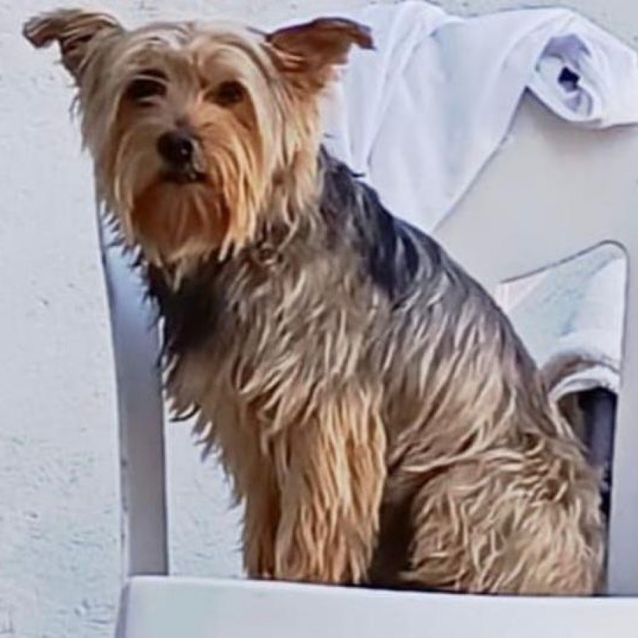 NICK | Raza Silky Terrier | Final Feliz