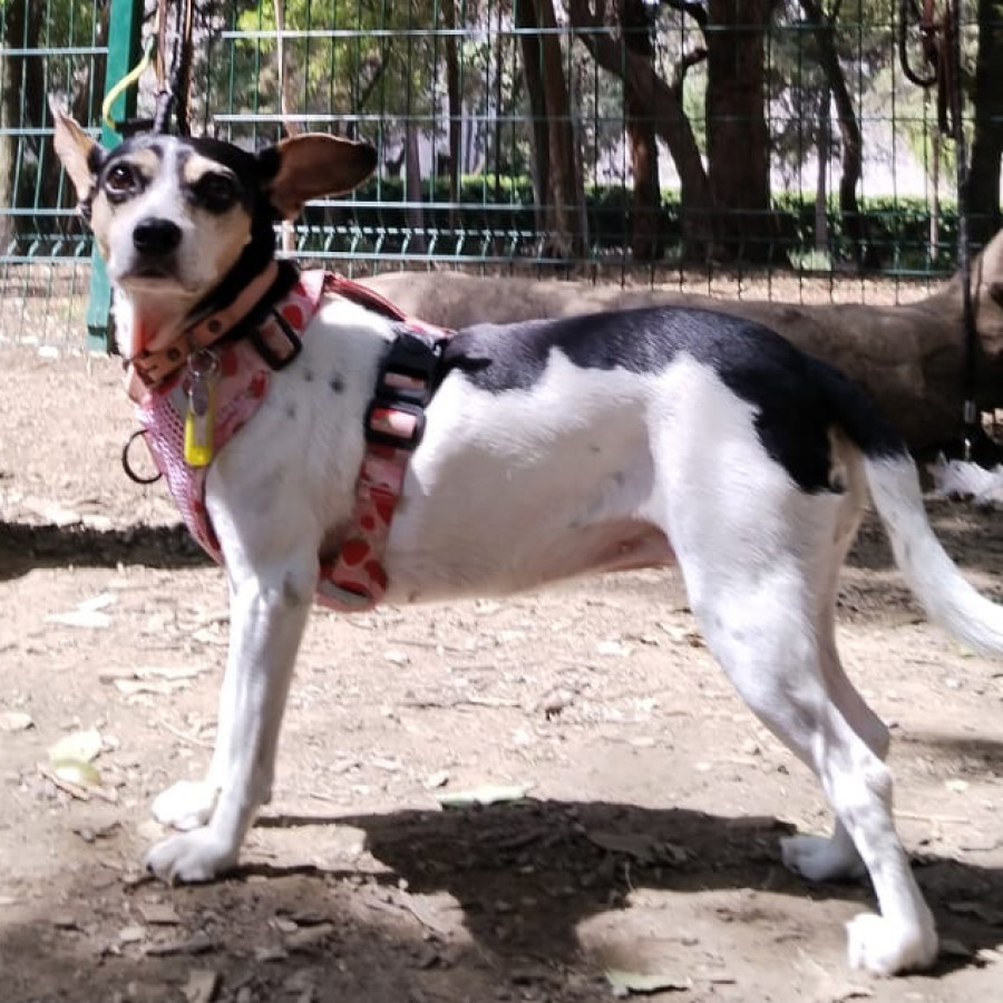 LOLA | Raza Rat Terrier | Final Feliz