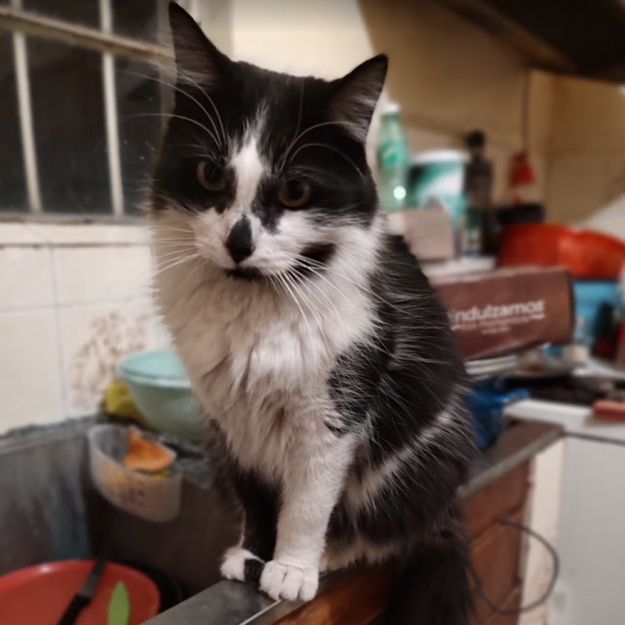 BIGOS | Raza Doméstico Americano de pelo semilargo | Perdido