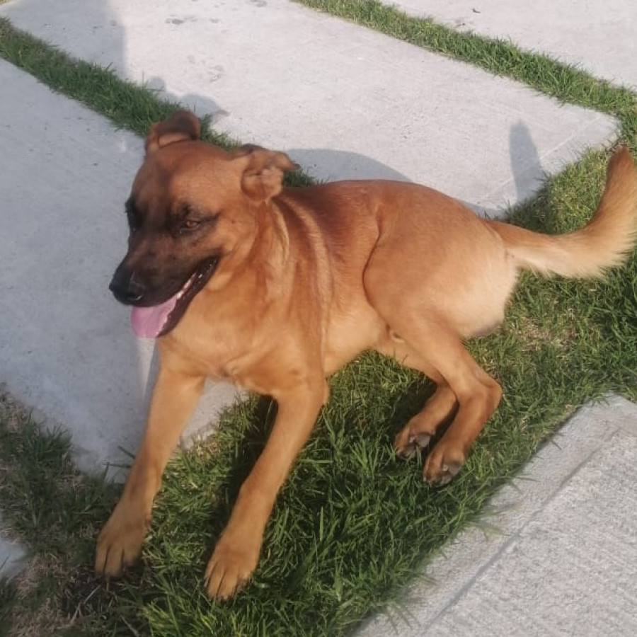 SAMUEL | Raza Mestiza, cruza de Pastor Belga Malinois | En Adopción